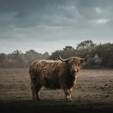 Verhuur - Heuvel 35 심펠벨트